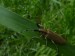 Hmyz (brouci) - kozlíček topolový (Saperda carcharias)