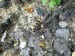 Hmyz (brouci) - tesařík dubový (Plagionotus arcuatus) 