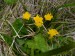 Ranunculaceae - blatouch bahenní (Caltha palustris)