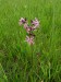 Caryophyllaceae - kohoutek luční (Lychnis flos - cuculi)