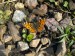 Hmyz (motýli) - babočka síťkovaná (Araschnia levana) - jarní generace