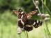 Hmyz (motýli) - babočka síťkovaná (Araschnia levana) - letní generace