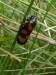 Hmyz (křísi) - pěnodějka krvavá (Cercopis vulnerata)