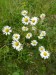 Asteraceae - kopretina bílá (Chrysanthemum leucanthemum)