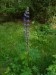 Fabaceae - vlčí bob mnoholistý (Lupinus polyphyllus)