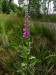 Scrophulariaceae - náprstník červený (Digitalis purpurea)