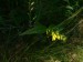 Scrophulariaceae - černýš lesní (Melampyrum sylvaticum)