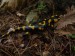 Obojživelníci (mlokovití) - mlok skvrnitý (Salamandra salamandra)