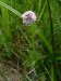 Valerianaceae - kozlík lékařský (Valeriana officinalis)