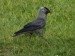 Ptáci (krkavcovití) - kavka obecná (Corvus monedula)