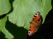 Hmyz (motýli) - babočka paví oko (Inachis io)