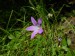 Campanulaceae - zvonek rozkladitý (Campanula patula)