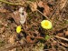 Asteraceae - podběl obecný (Tussilago farfara)