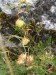 Fabaceae - úročník bolhoj (Anthyllis vulnearia)