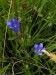 Gentianaceae - hořec hořepník (Gentiana pneumonanthe)