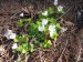 Oxalidaceae - šťavel kyselý (Oxalis acetosela)