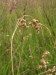 Poaceae - třeslice prostřední (Briza media)
