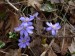 Ranunculaceae - jaterník podléška (Hepatica nobilis)