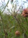 Členovci (pavoukovci) - křižák pruhovaný (Argiope bruennichii)