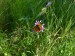 Hmyz (motýli) - perleťovec malý (Issoria lathonia)