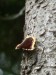 Hmyz (motýli) - babočka osiková (Nymphalis antiopa)