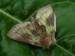 Hmyz (motýli) - kovolesklec šedivkový (Diachrysia chrysitis)