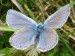 Hmyz (motýli) - modrásek obecný (Polyommatus icarus)
