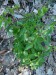 Apocynaceae - tolita lékařská (Cynanchum vincetoxicum)