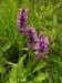 Lamiaceae - bukvice lékařská (Betonica officinalis)