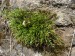 Aspleniaceae - sleziník severní (Asplenium septentrionale)