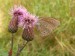 Hmyz (motýli) - okáč prosíčkový (Aphantopus hyperanthus) 