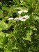Asteraceae - řebříček bertrám (Achillea ptarmica)