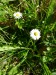 Asteraceae - sedmikráska chudobka (Bellis perennis)