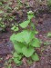 Brassicaceae - česnáček lékařský (Alliaria petiolata) 