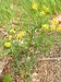 Euphorbiaceae - pryšec chvojka (Euphorbia cyparissias)