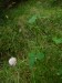 Fabaceae - jetel jahodnatý (Trifolium fragiferum)