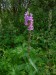 Lythraceae - kyprej vrbice (Lythrum salicaria)