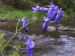 Ranunculaceae - oměj pestrý (Aconitum variegatum)