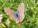 Hmyz (motýli) - modrásek jehlicový (Polyommatus icarus) 2