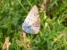 Hmyz (motýli) - modrásek jehlicový (Polyommatus icarus) 1 
