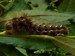 Hmyz (motýli) - šípověnka hojná (Acronictus rumicis) housenka,