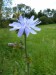 Asteraceae - čekanka obecná (Cichorium intybus), Nečtiny VIII