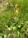 Asteraceae - prha arnika (Arnica montana), Bečov - Prameny VII.