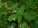 Balsaminaceae - netýkavka malokvětá (Impatiens parviflora), Zbiroh VIII