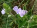 Scrophulariaceae - rozrazil rezekvítek (Veronica chamaedrys), Cerhovice