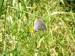 Hmyz (motýli) - modrásek ušlechtilý (Polyommatus  amandus) Smyslov