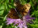 Hmyz (motýli) - perleťovec nejmenší (Clossiana dia), Lužnice VIII.