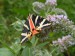 Hmyz (motýli) - přástevník kostivalový (Euplagia quadripunctaria), údolí Střely VII.