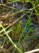 Obojživelníci (skokanovití) - skokan zelený (Rana esculenta), Kokotský rybník IX.