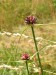 Alliaceae - česnek planý (Allium oleraceum)  , Drásov